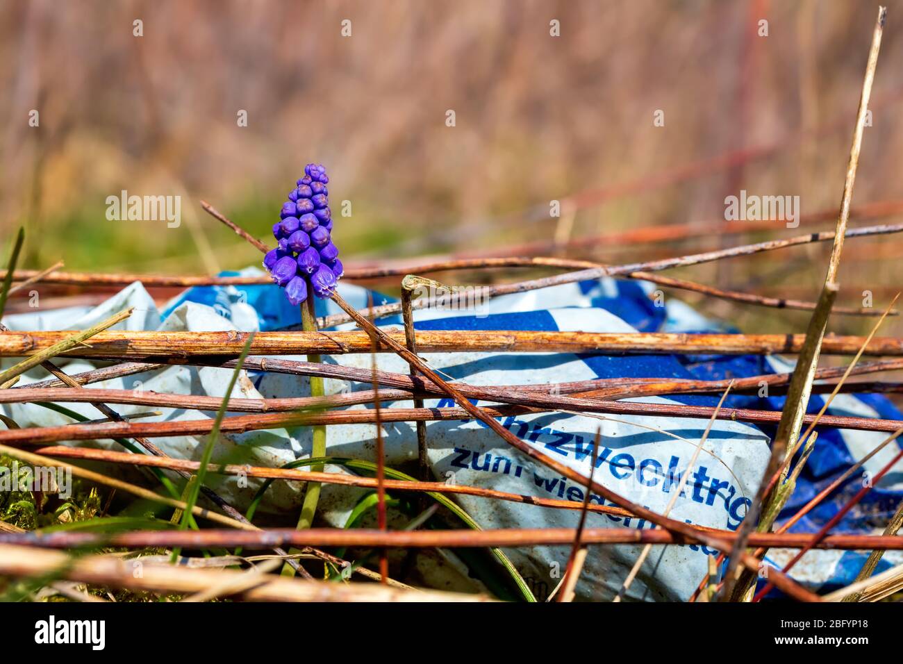 Muscari neglectum or grape hyacinth growing next to a plastic bag on a covered landfill in Bad Iburg in northwest Germany Stock Photo