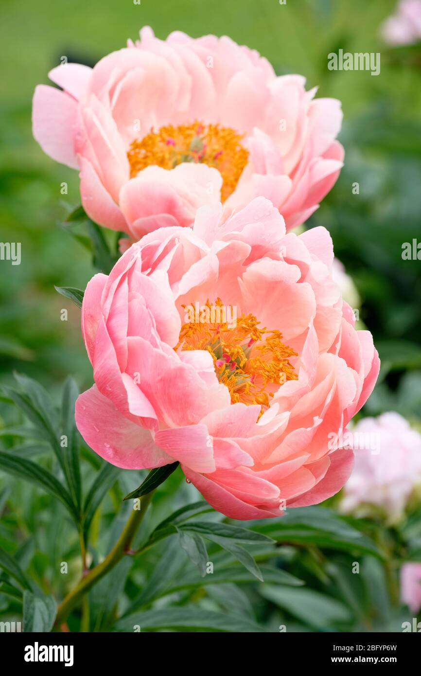 Coral-pink flowers of Paeonia lactiflora 'Coral Charm', peony Coral Charm Stock Photo