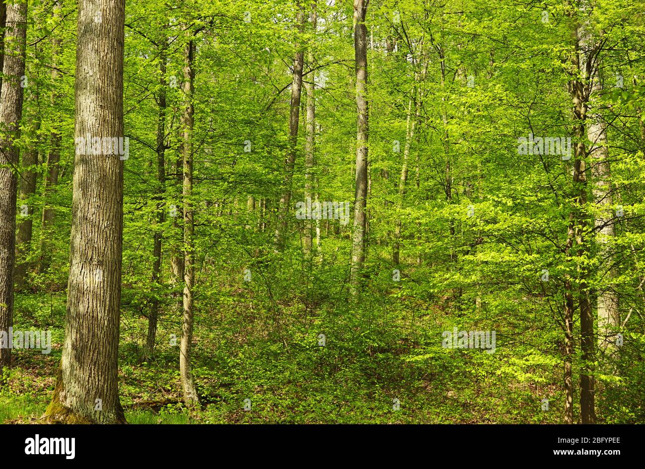 green springtime forest with fresh young leaves on a sunny day, natural background Stock Photo