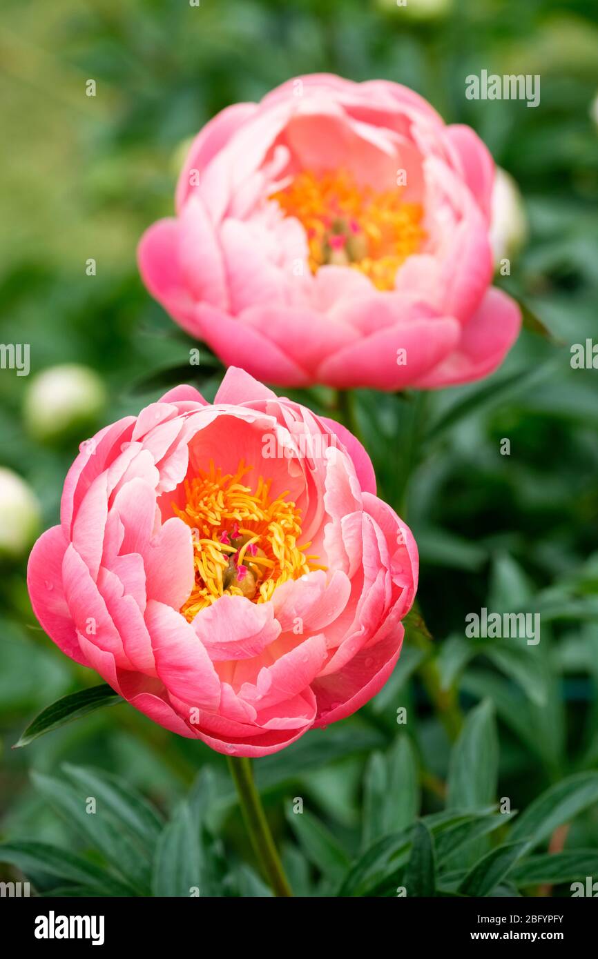 Coral-pink flowers of Paeonia lactiflora 'Coral Charm', peony Coral Charm Stock Photo