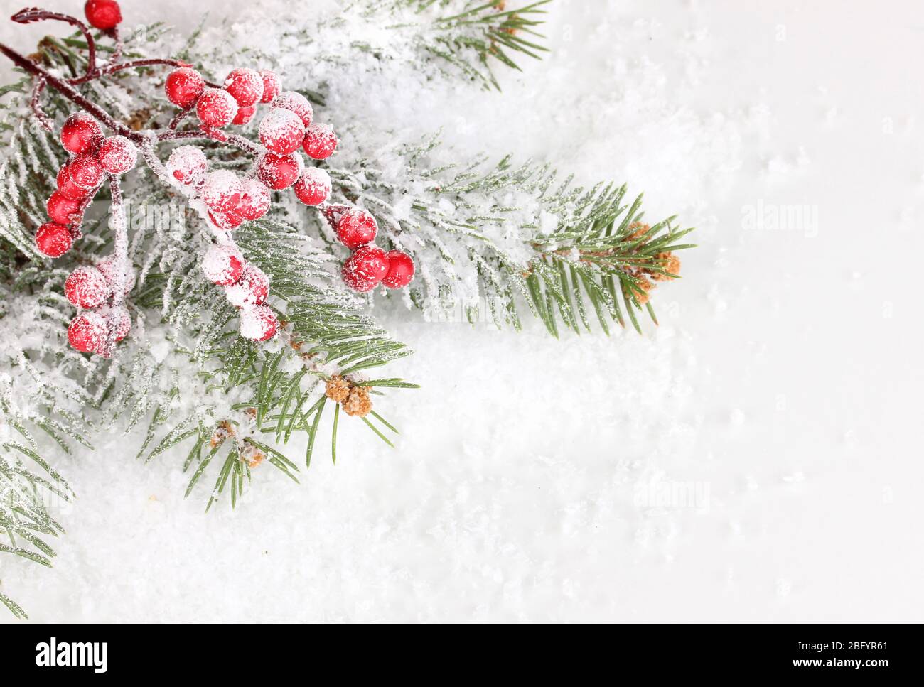 Rowan berries with spruce covered with snow Stock Photo - Alamy