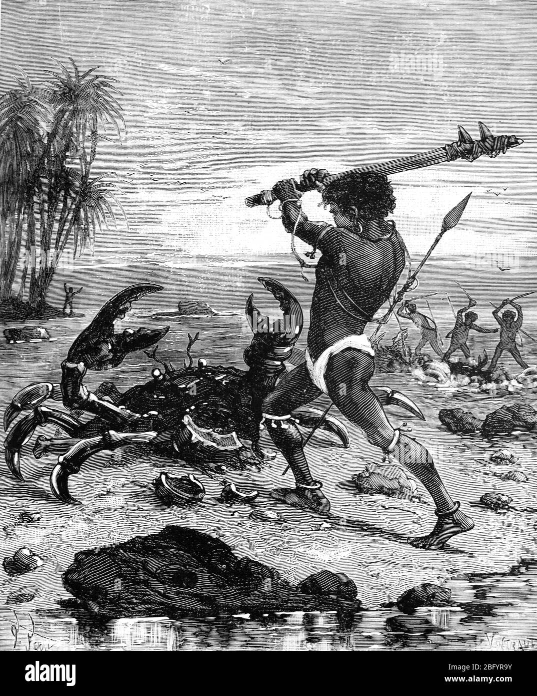 Local Islanders on Tuvalu Killing Giant Coconut Crabs, Birgus latro, aka Robber Crabs or Palm Thief. Coconut Crabs grow up to a metre in length and are the world's largest arthropods. Found on islands of the Indian and Pacific Oceans. Vintage or Old Illustration or Engraving 1890 Stock Photo