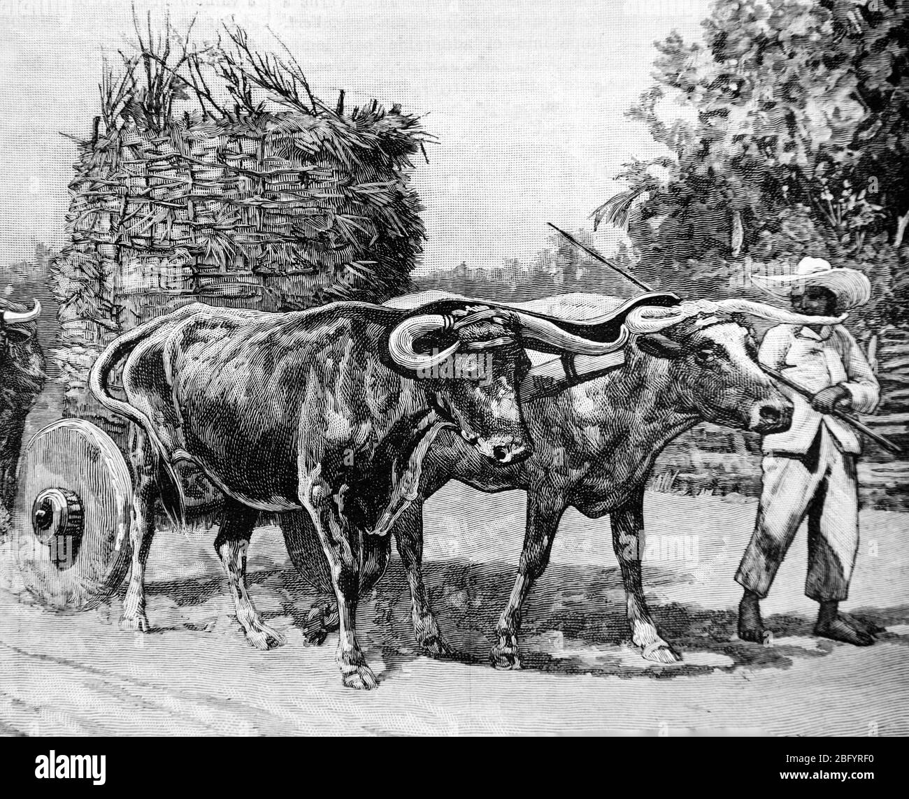 Ox transport hires stock photography and images Alamy