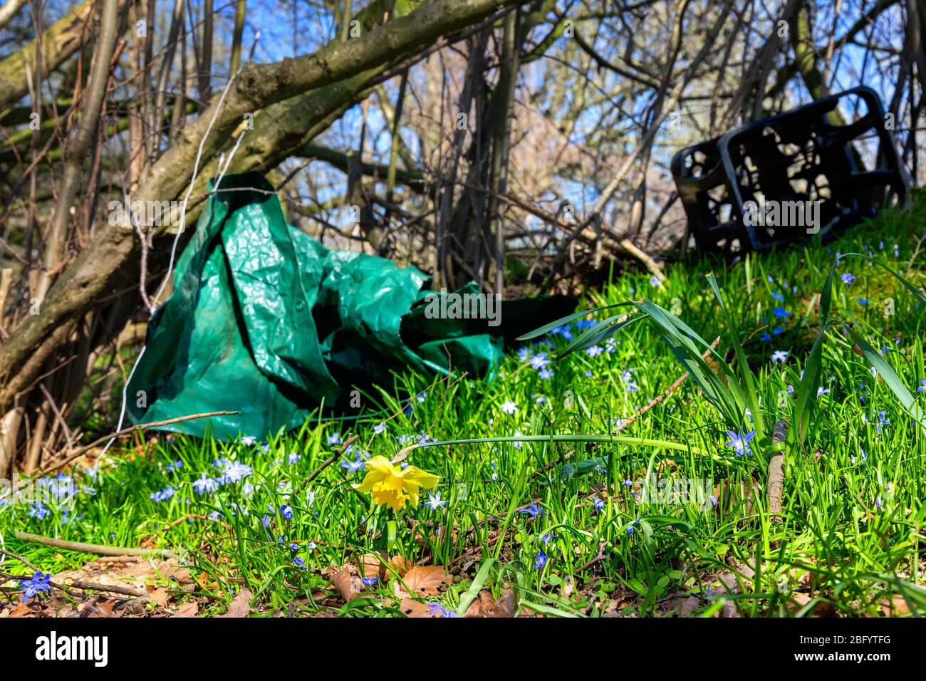 Scilla luciliae or glory-of-the-snow and narcissus pseudonarcissus or wild daffodil or lent lily growing next to plastic waste on a covered landfill i Stock Photo