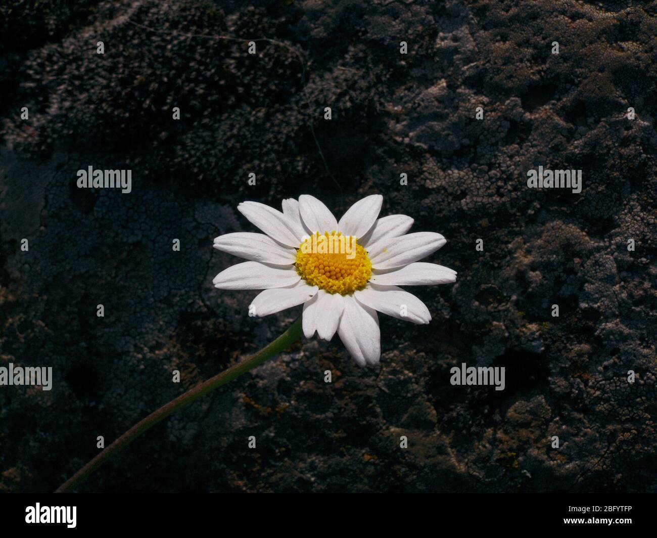 white daisy closeup on dark background Stock Photo