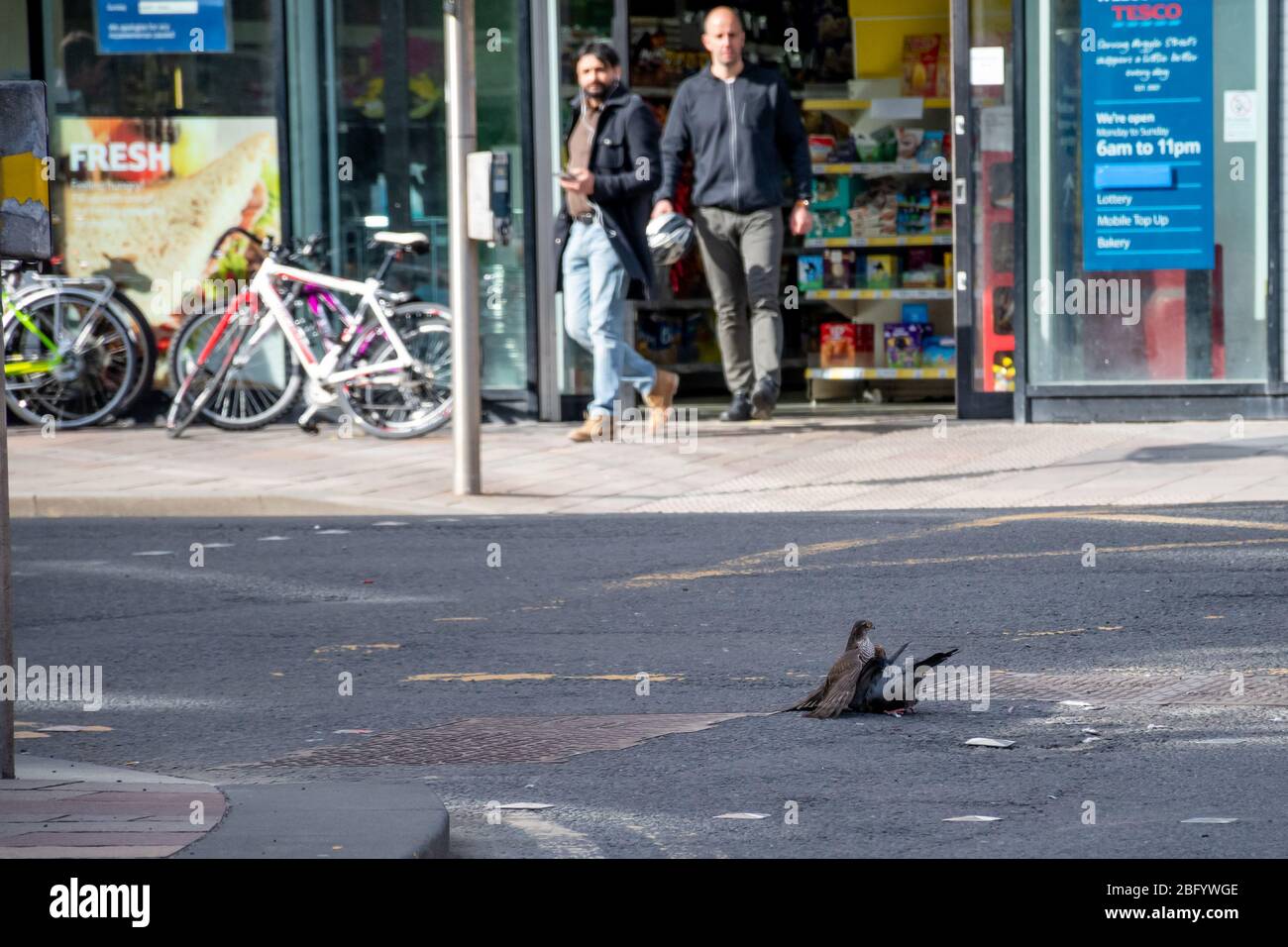 Bemused onlookers watch during the COVID-19 lockdown in Glasgow as a Sparrowhawk captures it's prey, a pigeon. Stock Photo