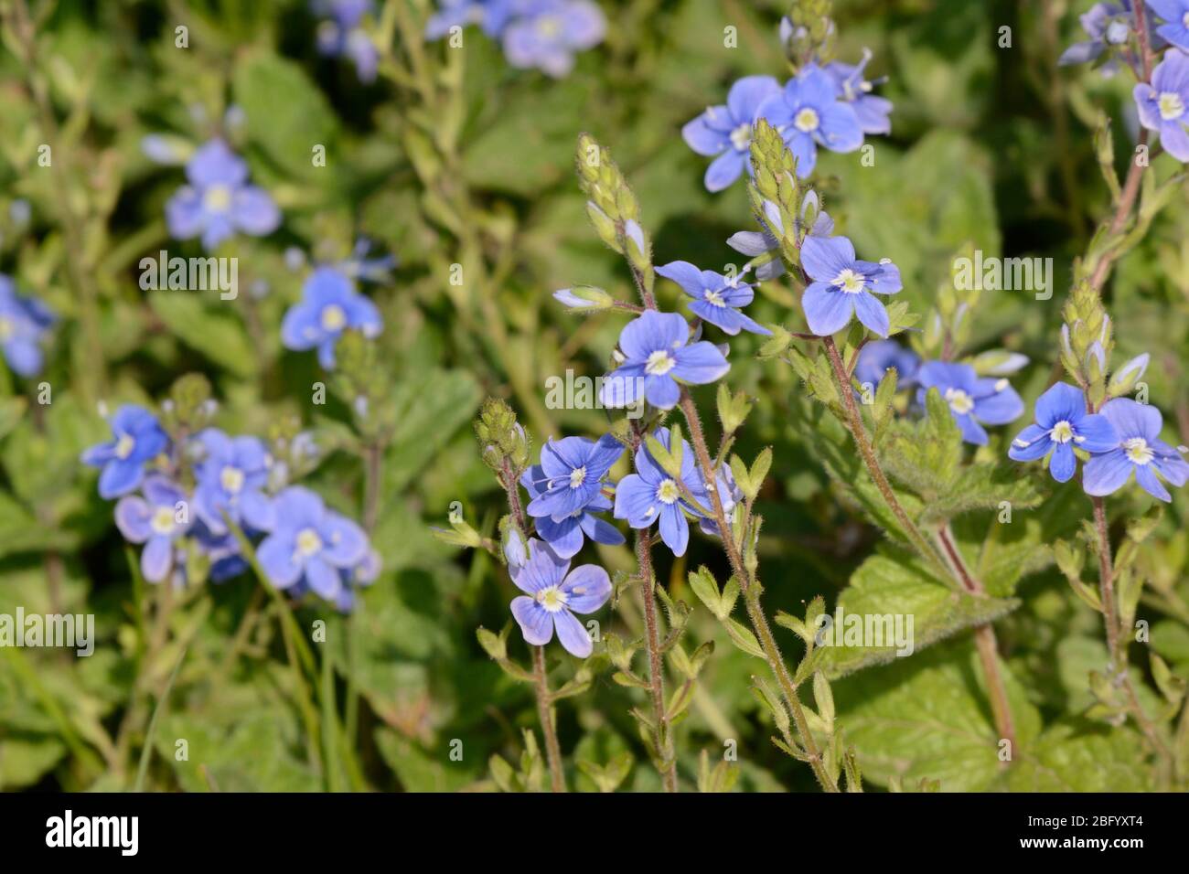 Germander Speedwell Veronica chamaedrys blue wild spring flower growing