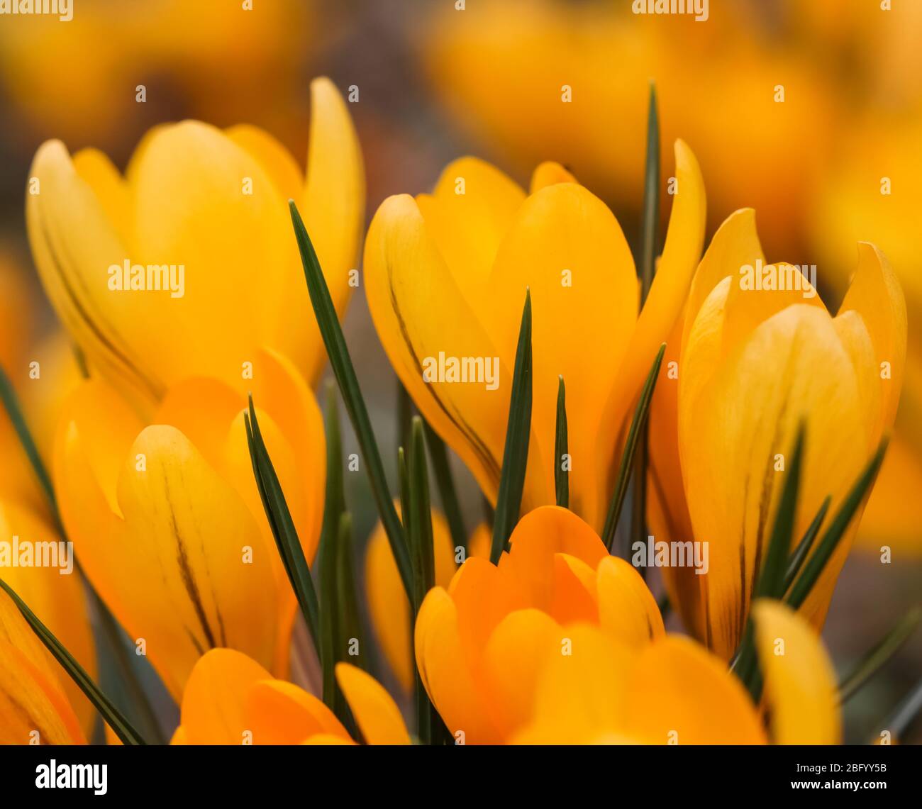 Abstract floral background, yellow crocus flowers. Macro flowers ...