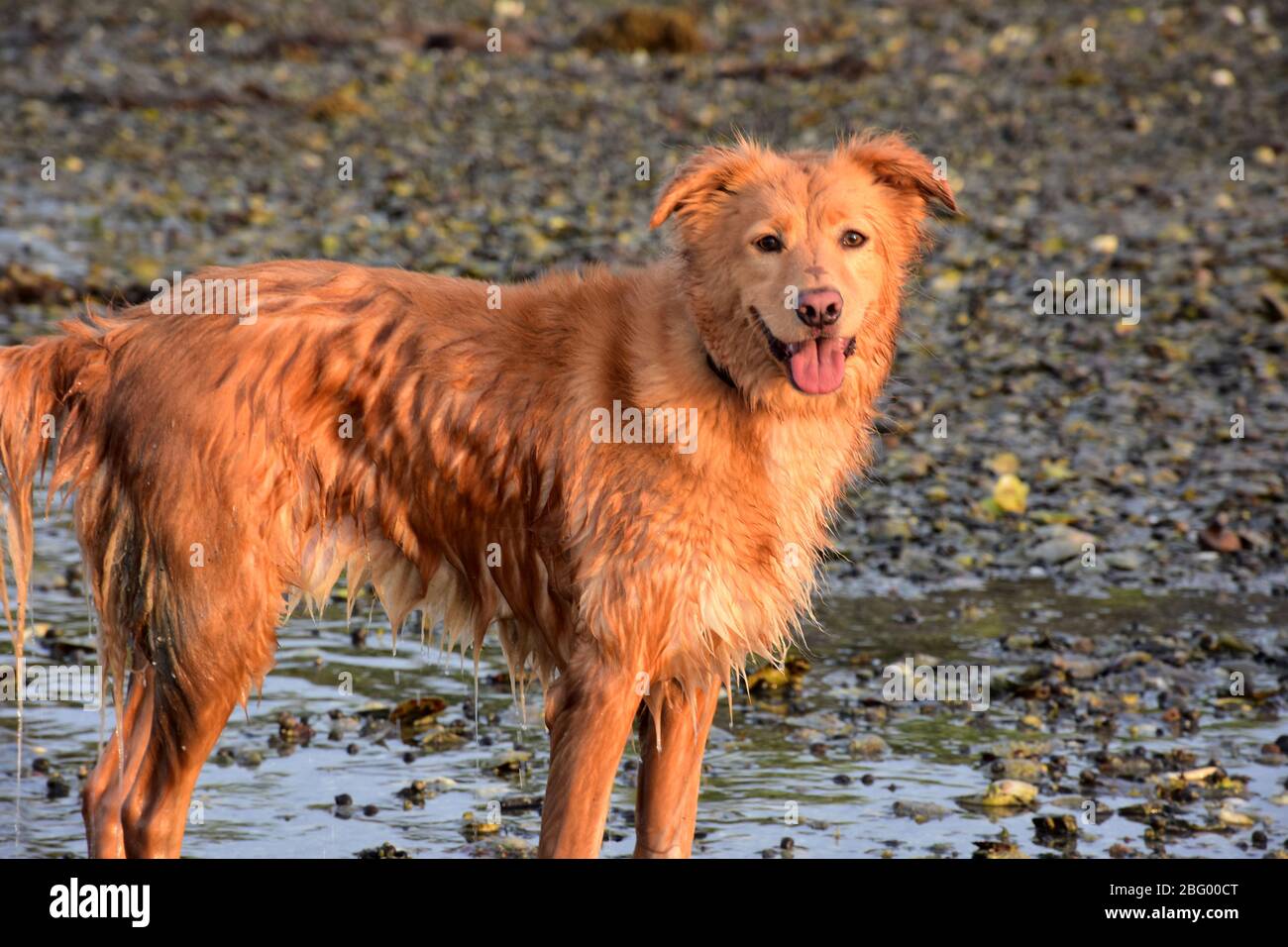 Soaking Wet Nova Scotia Duck Tolling Retriever Dog On A Beach Stock Photo Alamy