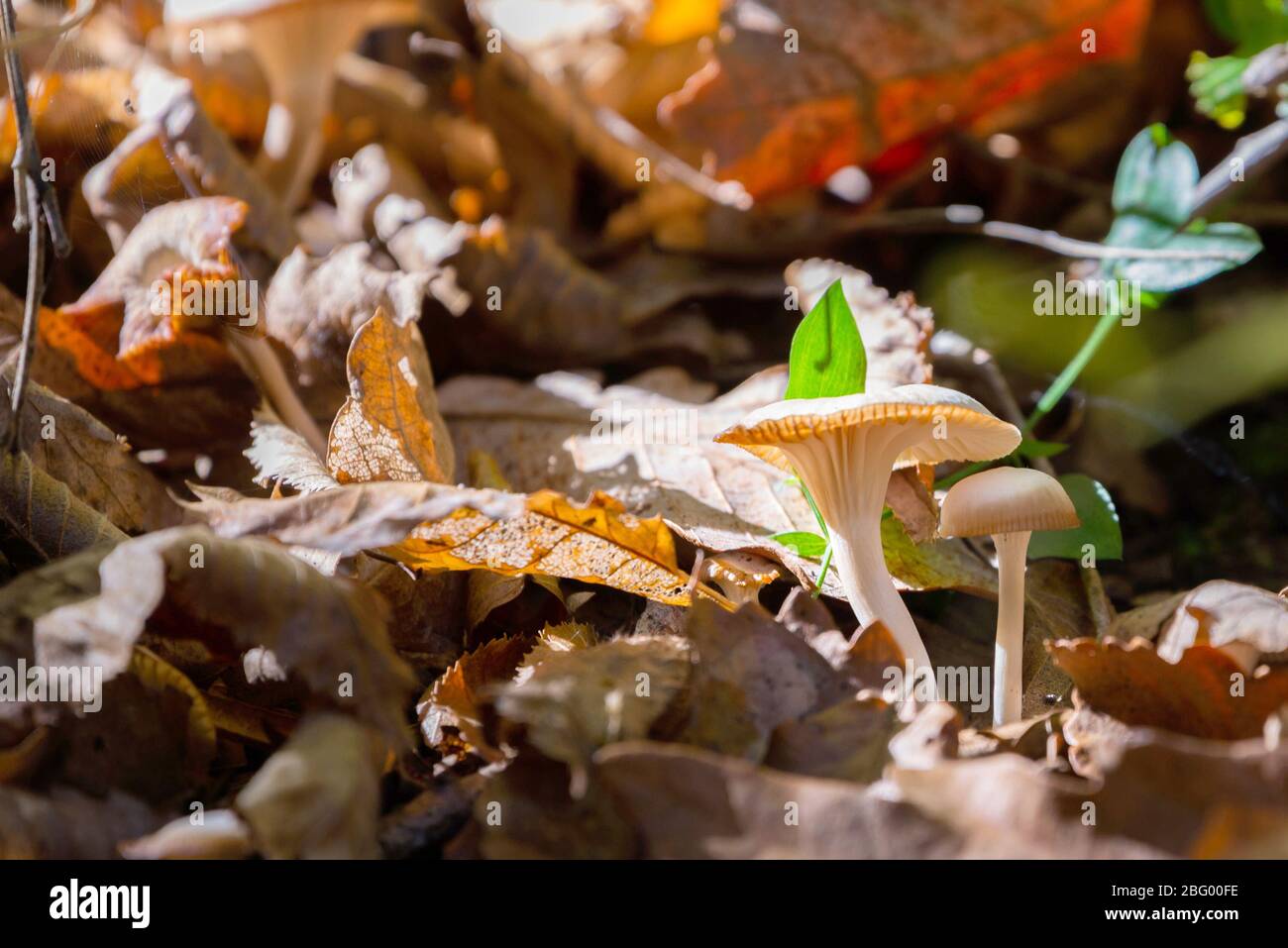 Hygrophorus agathosmus with leaves in wild forest. Stock Photo