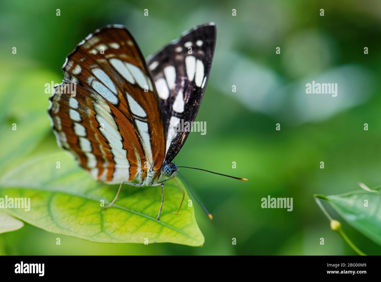 Common Sailor - Neptis hylas, beautiful small brown and white butterfly from Southeast Asian meadows and woodlands, Malaysia. Stock Photo