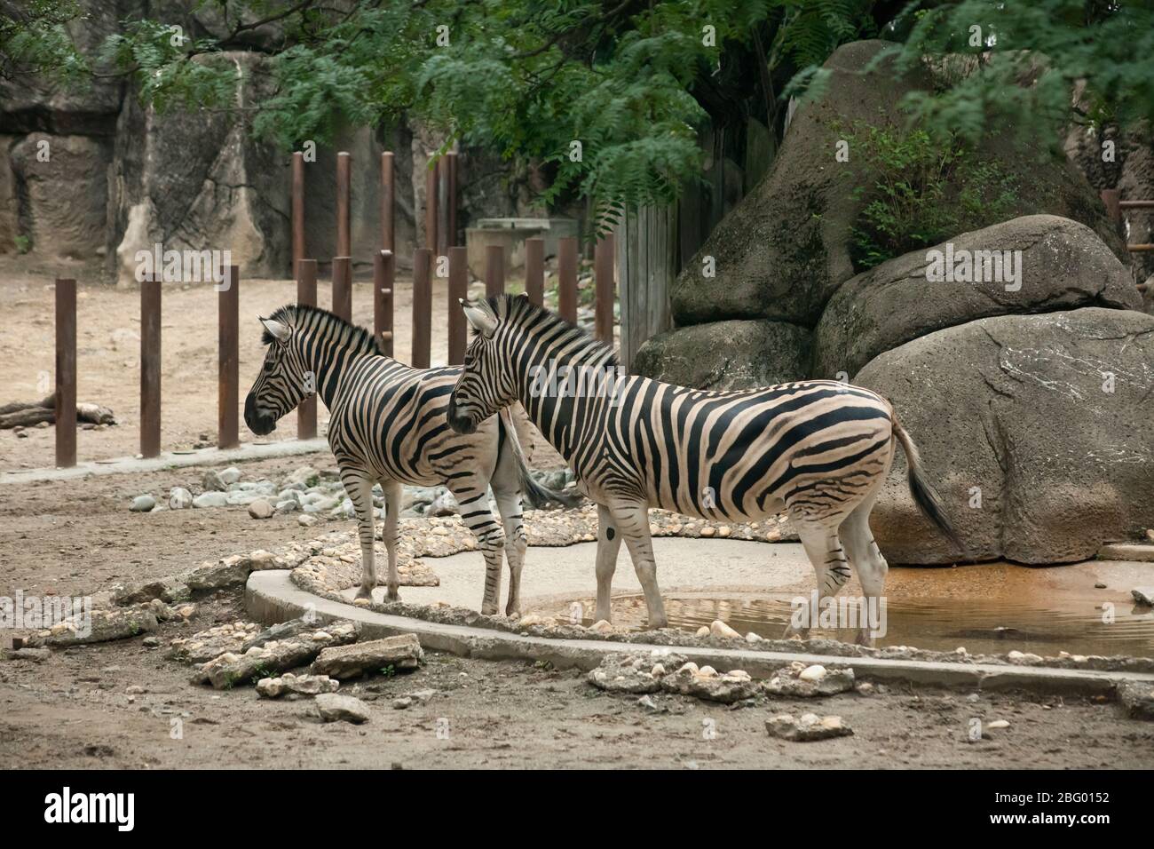 Twin zebras hires stock photography and images Alamy