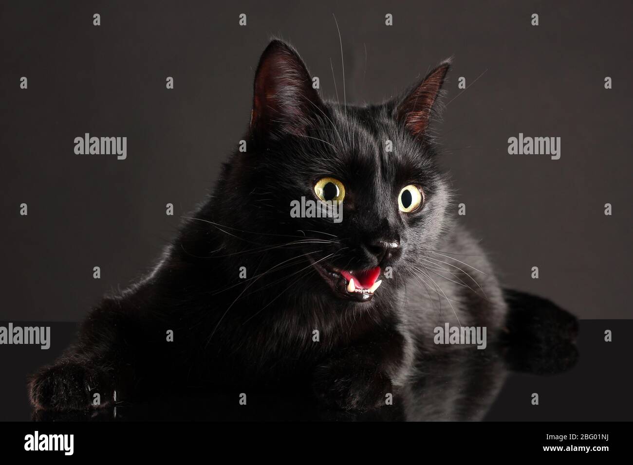 Black cat on black background Stock Photo Alamy