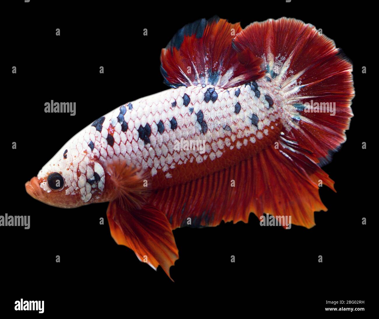 Halfmoon betta hi-res stock photography and images - Alamy