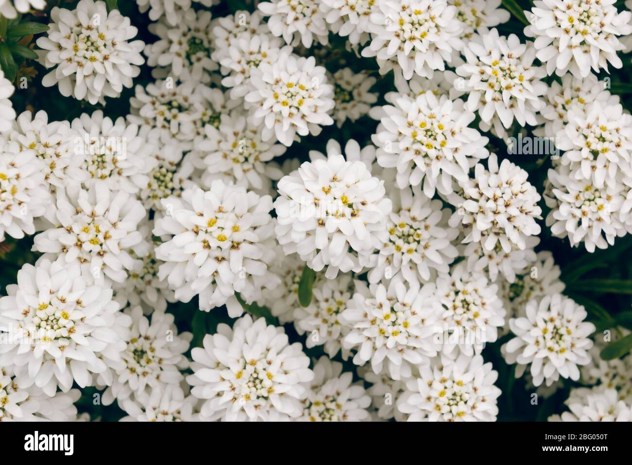 Spring white Iberis flowers. Iberis sempervirens white flowering plant evergreen candytuft or perennial candytuft. Stock Photo