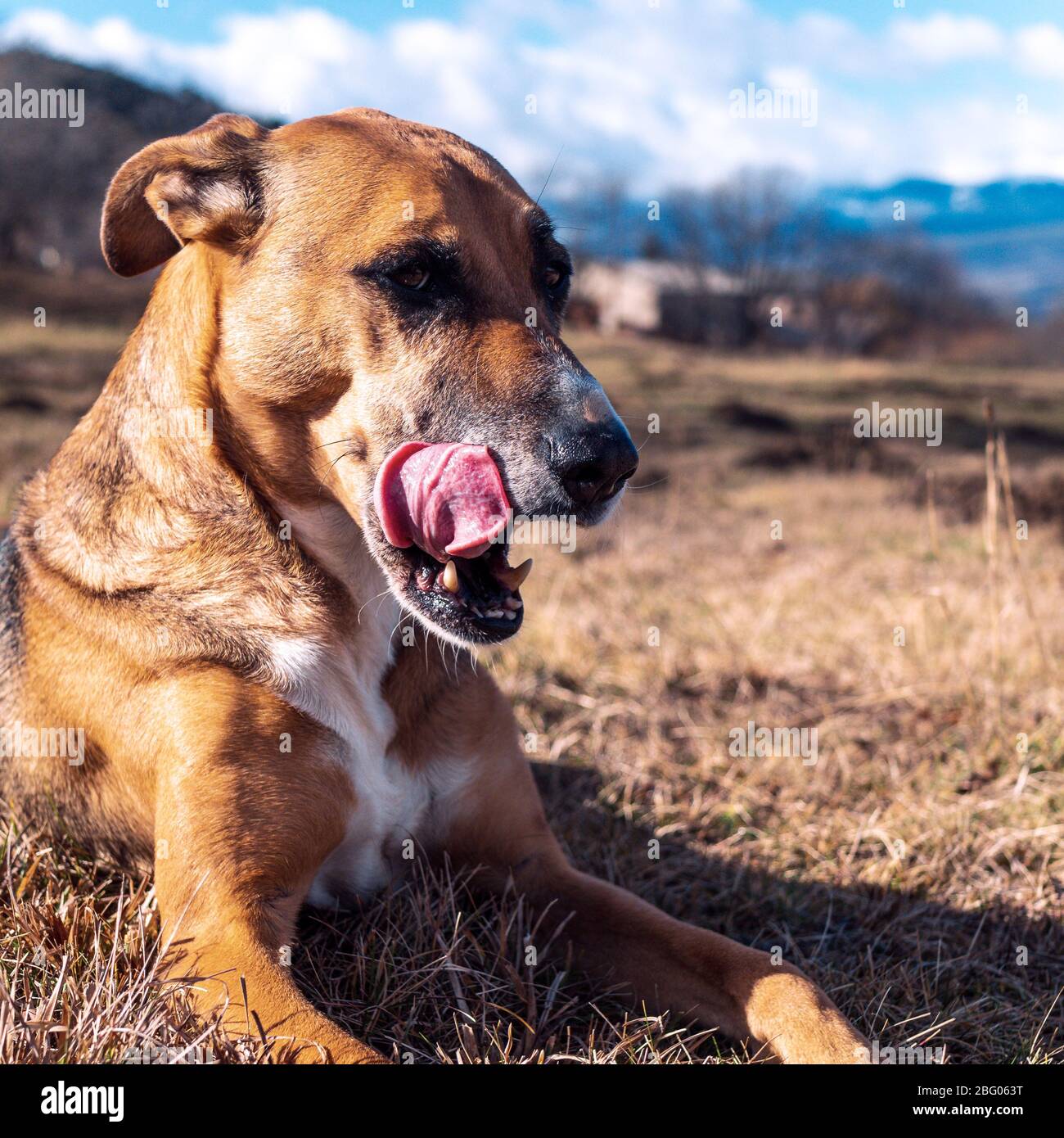 Brown dog licking his nose laying on the grass in the pyrenees orientales, France Stock Photo