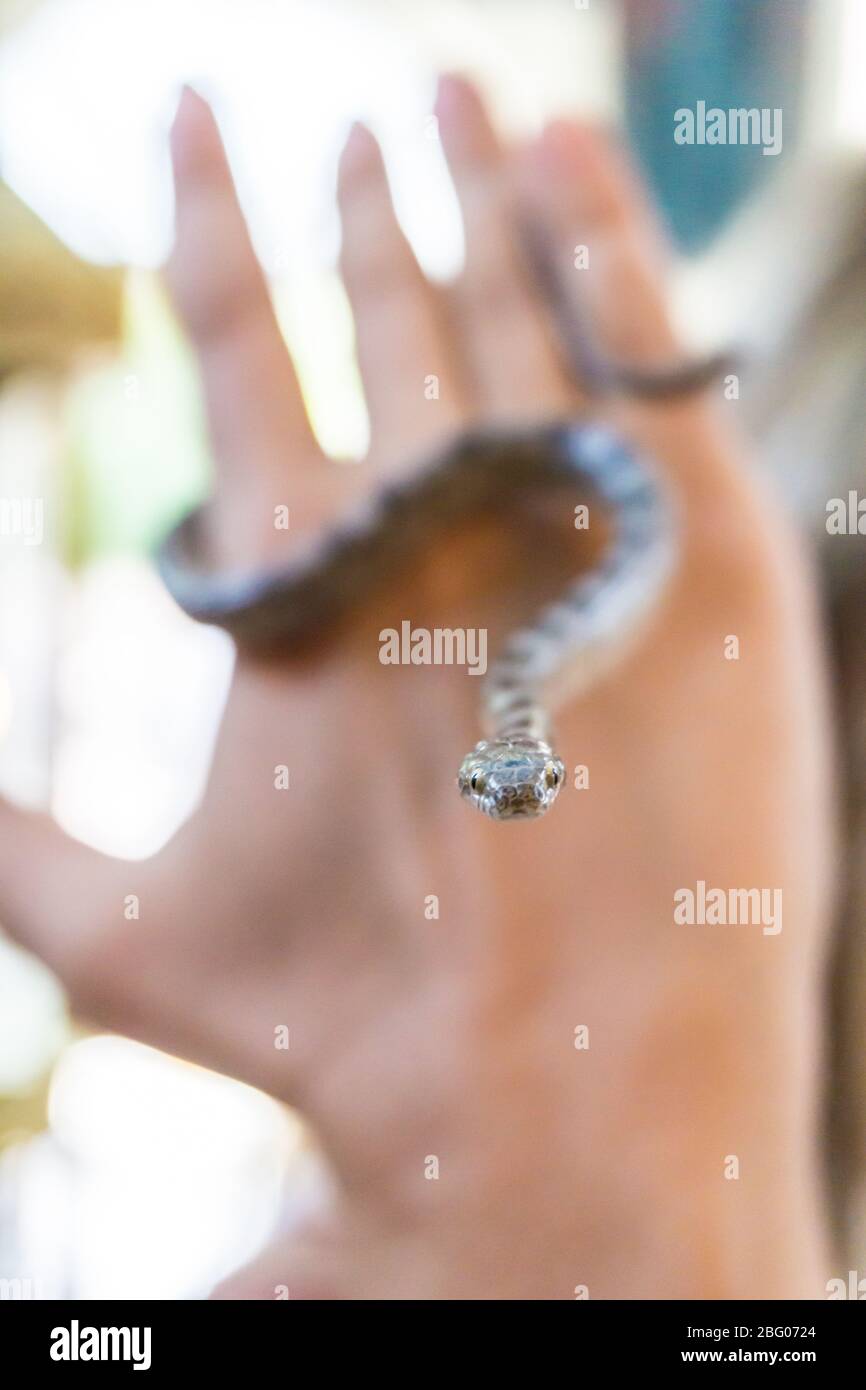 A girl is holiding the holy snake. According to the legend holy snakes appear every year near the church at Arginia village in Kefalonia Greece Stock Photo