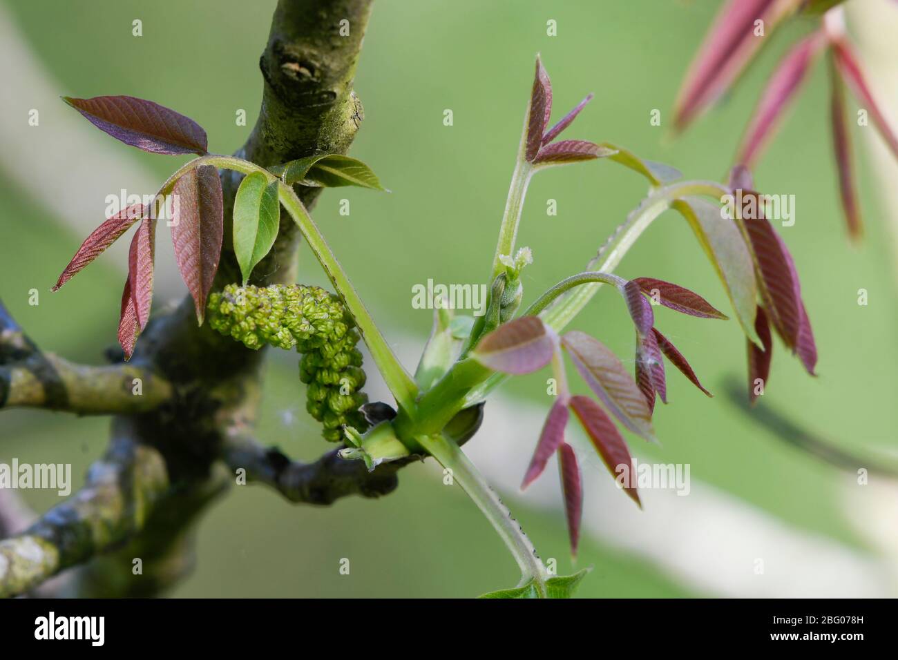 Walnut tree in bloom with open male and female flowers Stock Photo