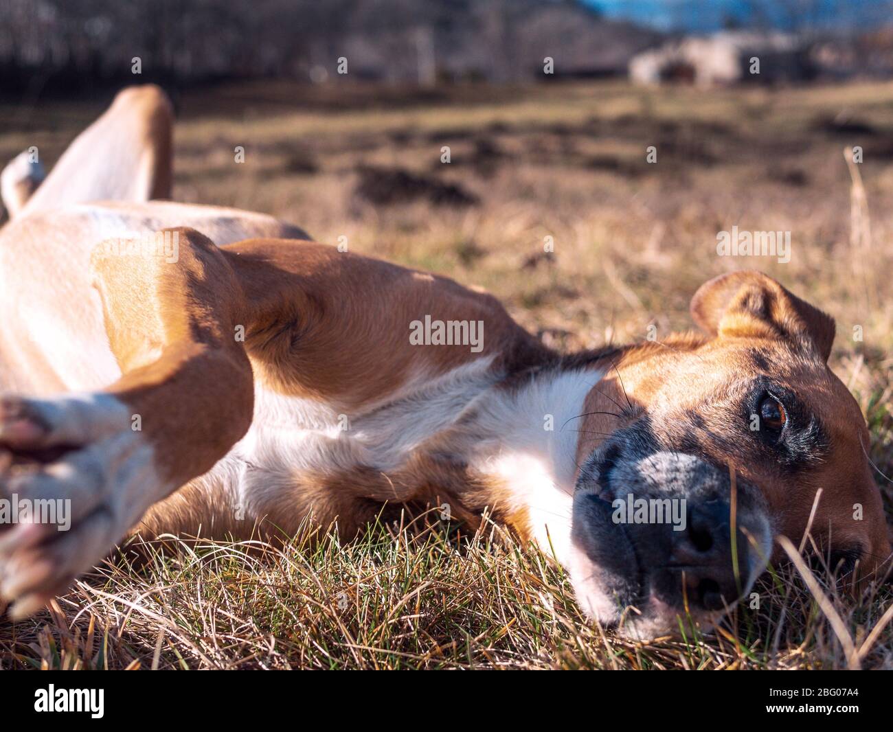Brown dog licking his nose laying on the grass in the pyrenees orientales, France Stock Photo