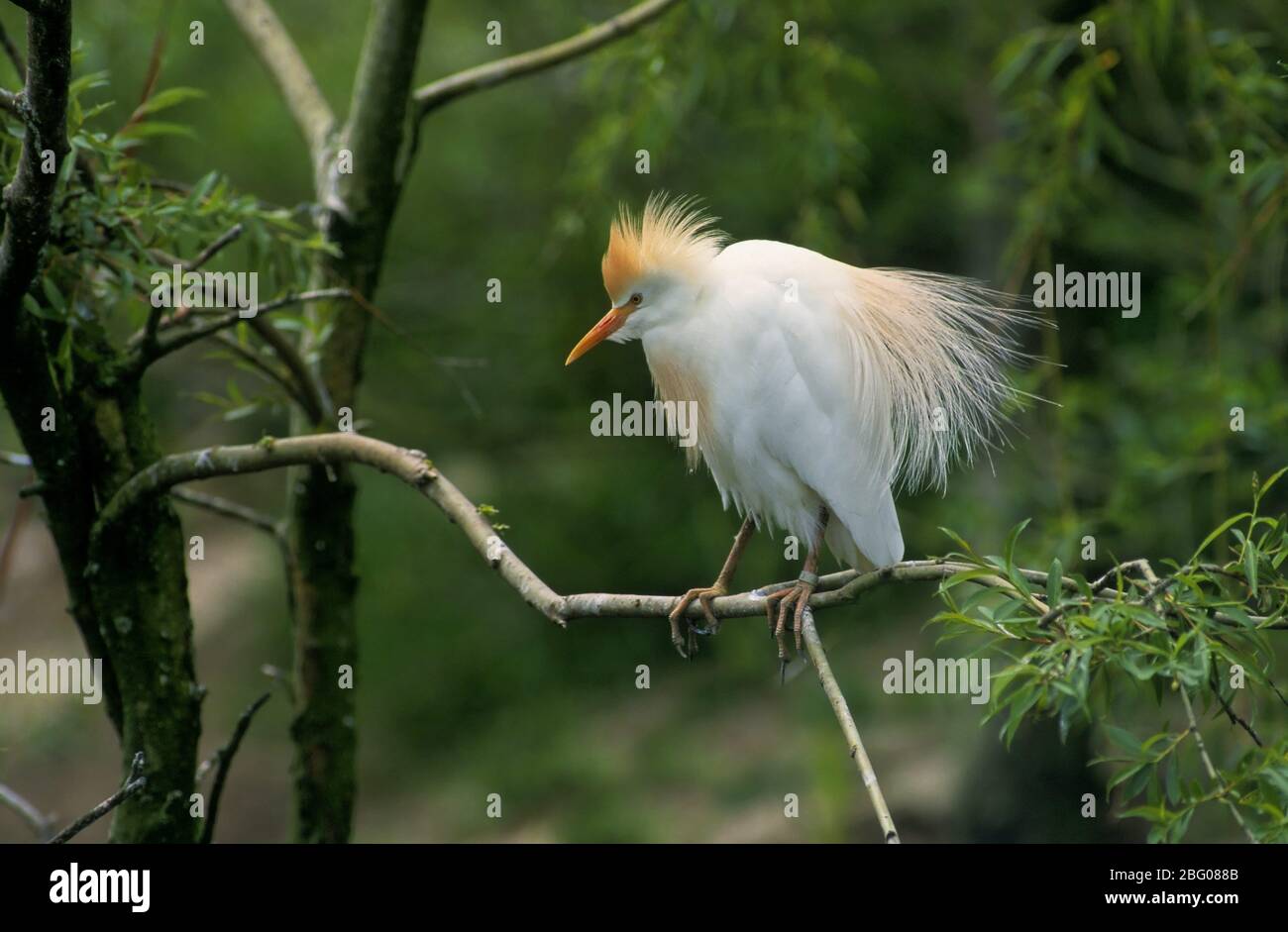 Cattle Egret (Bubulcus ibis Stock Photo - Alamy