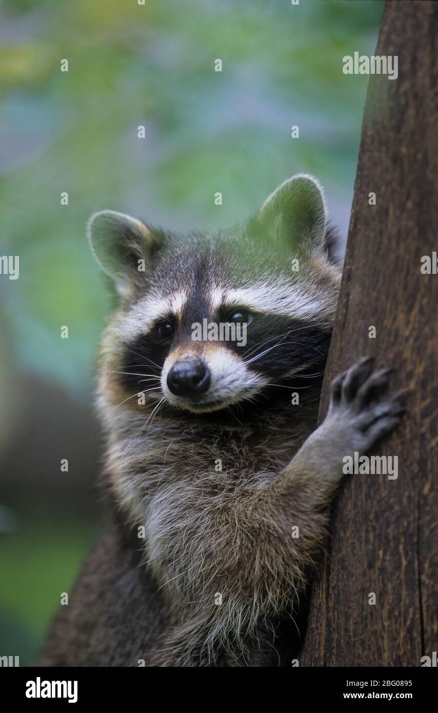 Racoon Raccoon (Procyon lotor), North American Raccoon Stock Photo - Alamy