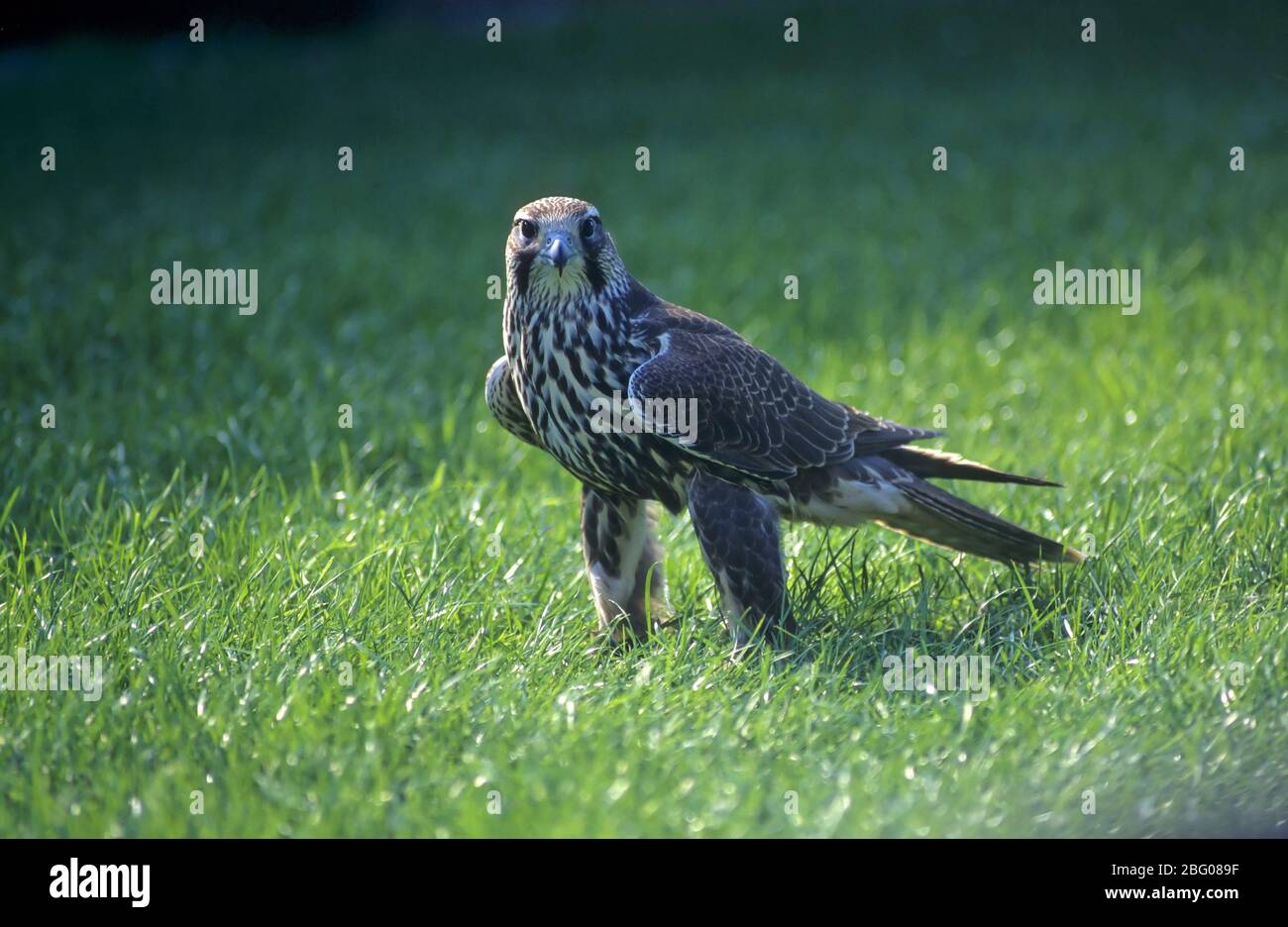 Saker falcon (Falco cherrug), Saker, Greater Hawk Stock Photo