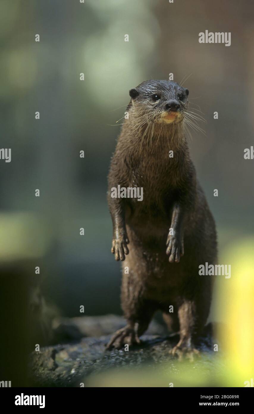 Dwarf otter (Aonyx cinerea), Short-clawed otter Stock Photo