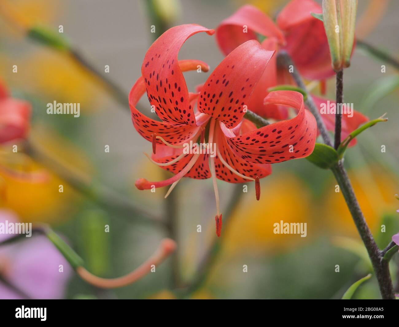 A blooming Bud of red tiger Lily. Summer in the garden. Floriculture. Stock Photo