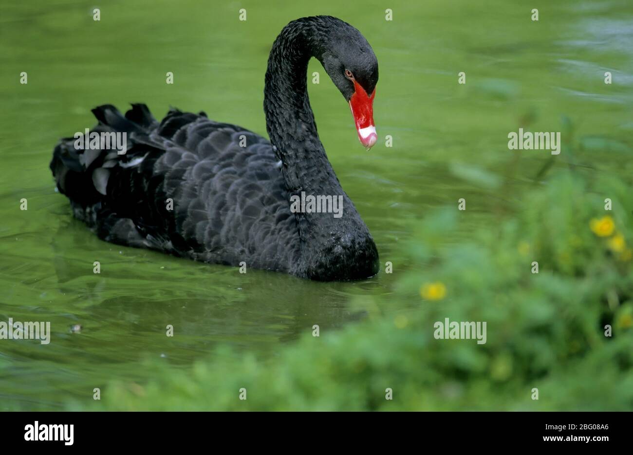Black swan hires stock photography and images Alamy