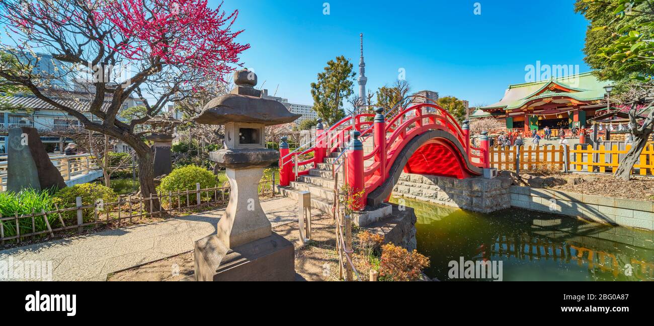 tokyo, japan - march 08 2020: Panorama of japanese stone lantern and red Taiko arch bridge overhung by a blooming pink plum tree in Kameido Tenjin Shr Stock Photo