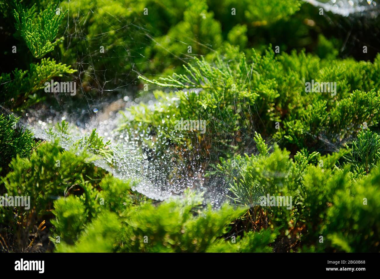 close up photo of spider web in morning dew Stock Photo