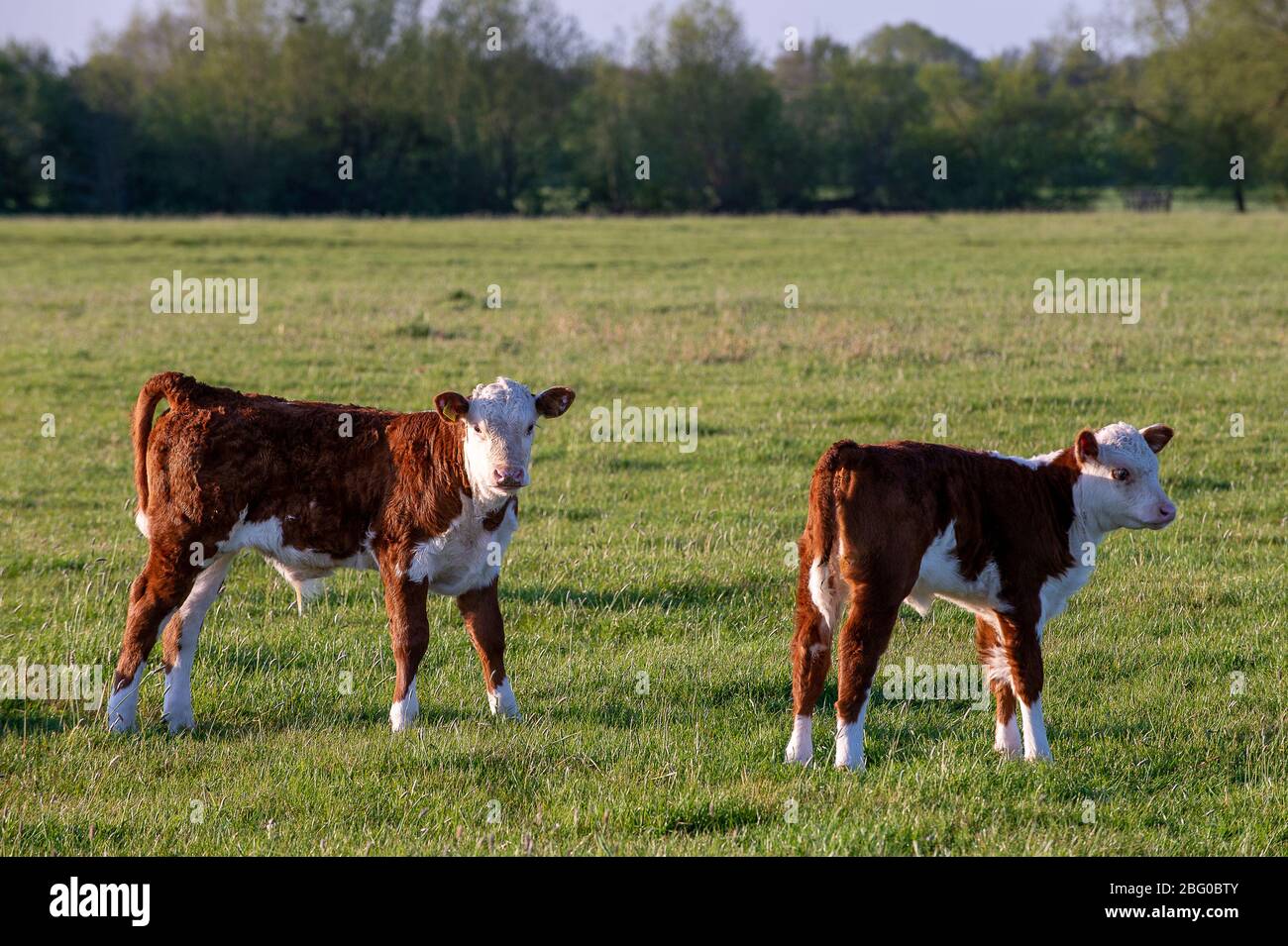 Dorney, Buckinghamshire, UK. 20th April, 2020. Young calves in the warm