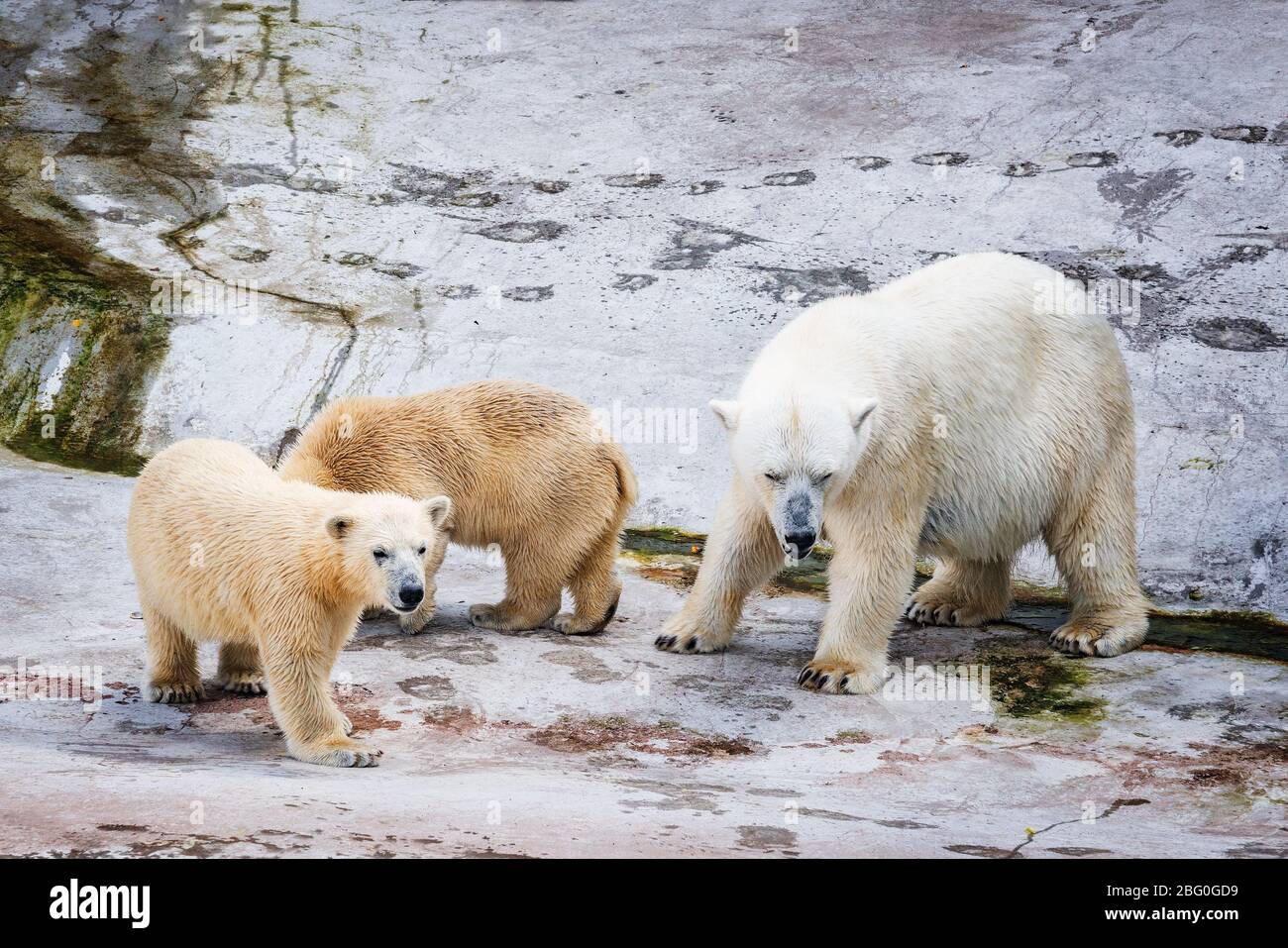 White polar bears Stock Photo - Alamy