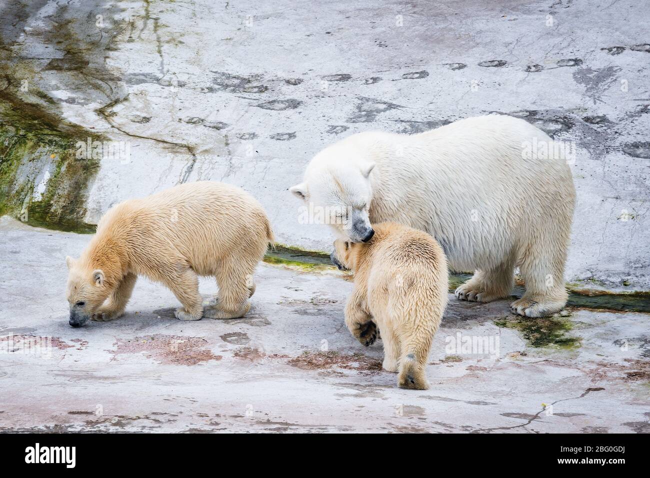White polar bears Stock Photo - Alamy