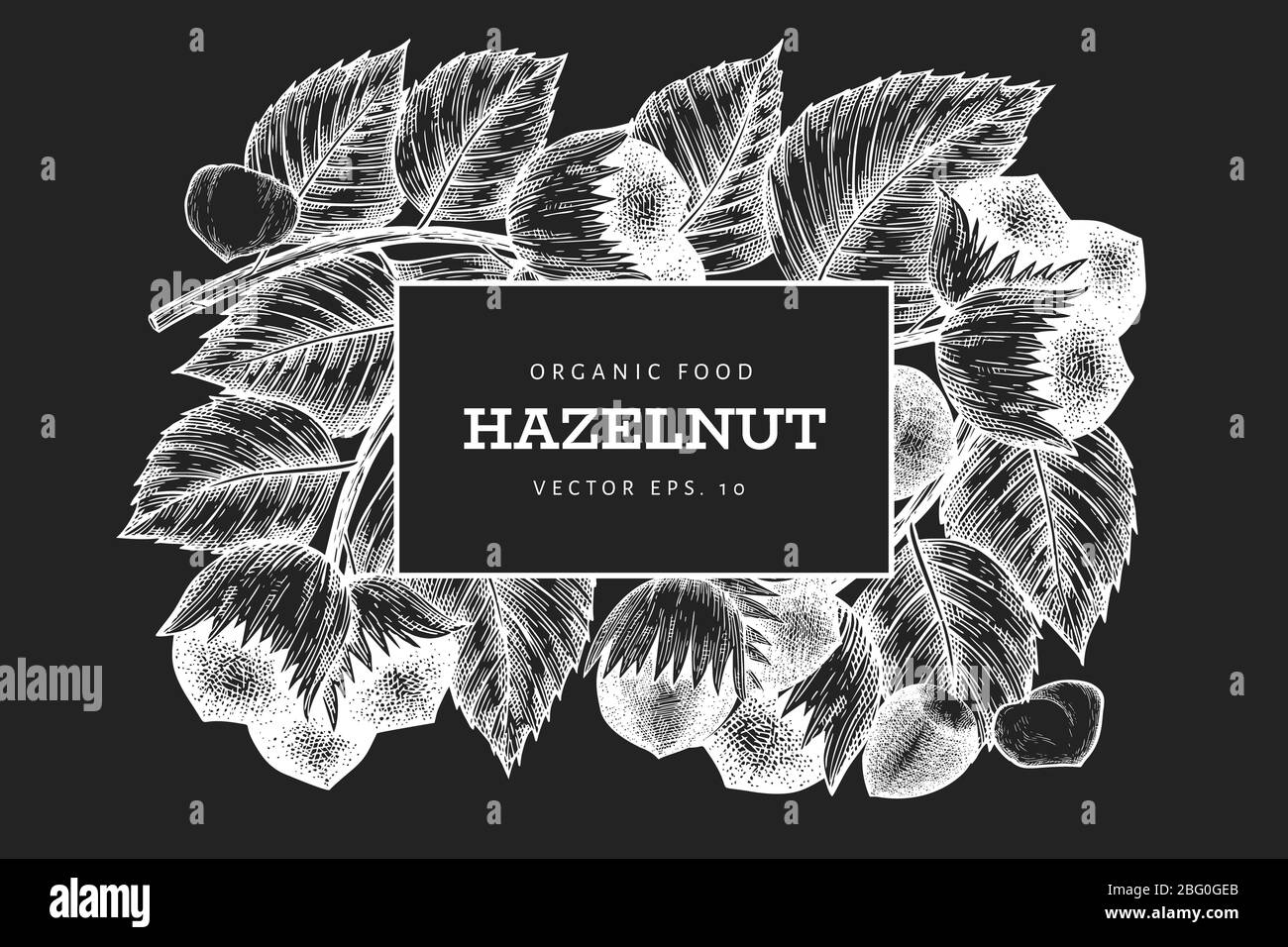 Hand drawn sketch hazelnut design template. Organic food vector illustration on chalk board. Vintage nut illustration. Engraved style botanical backgr Stock Photo