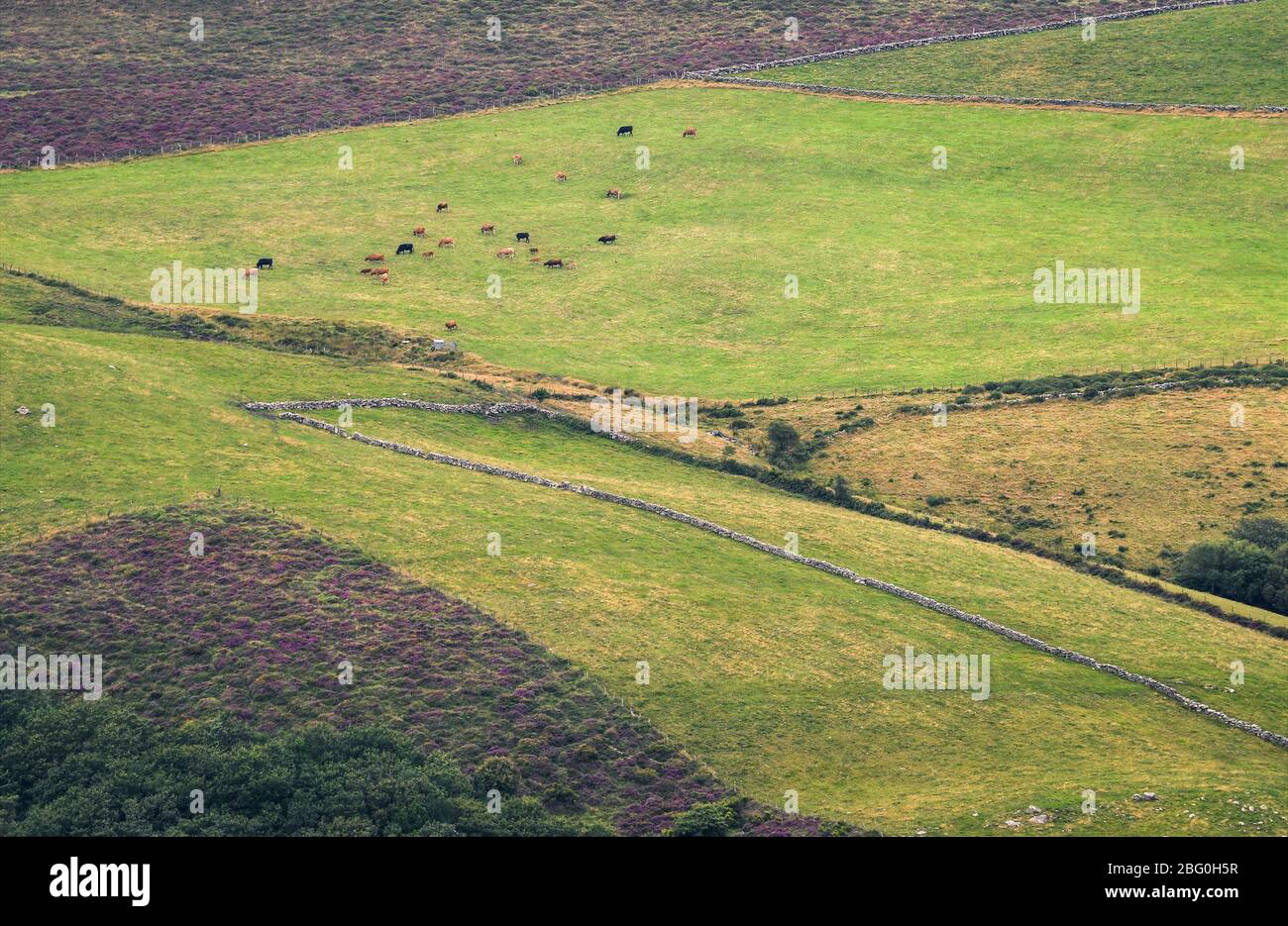 Herd of Cows grazing in Green Meadows delimited by Stone Walls of Dry Board in Xistral Stock Photo