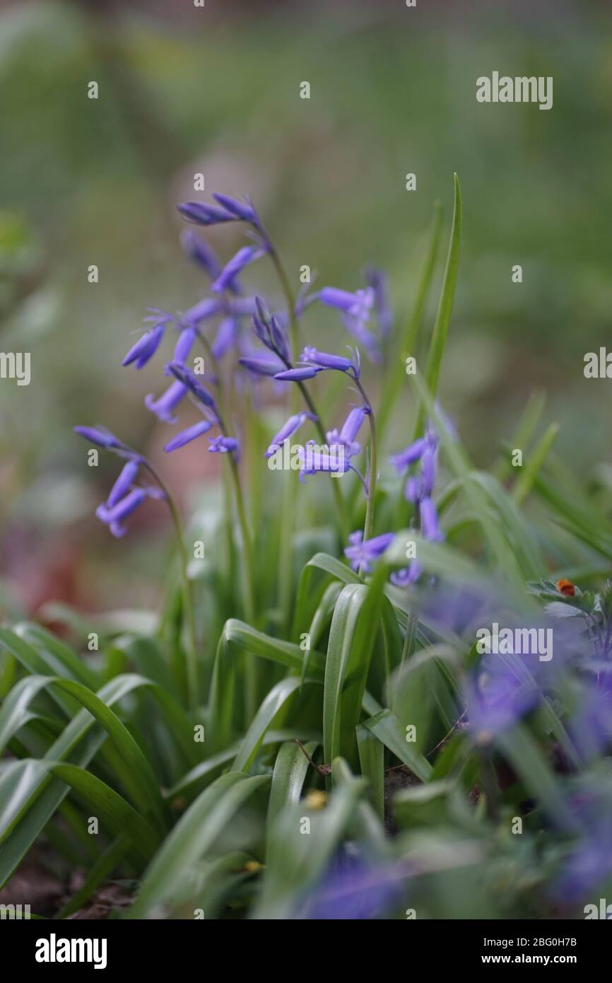 Blue and purple flower hi-res stock photography and images - Alamy