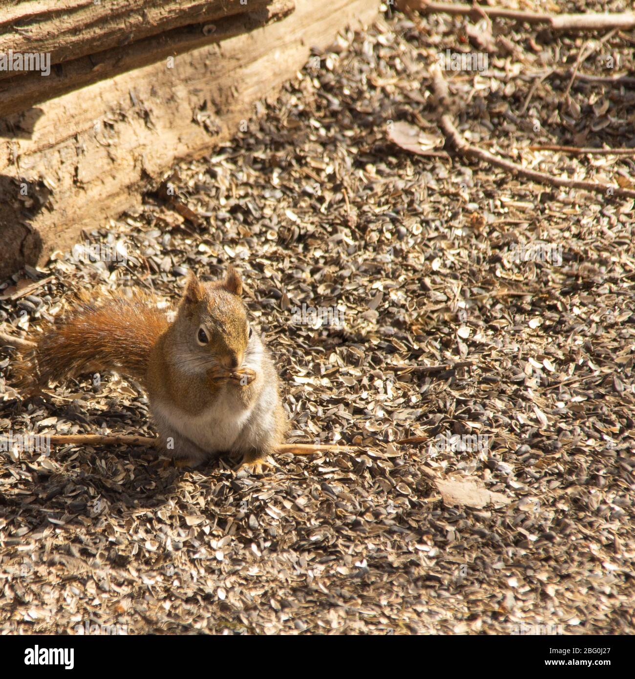 Red squirrel on ground eating sunflower seeds. Stock Photo