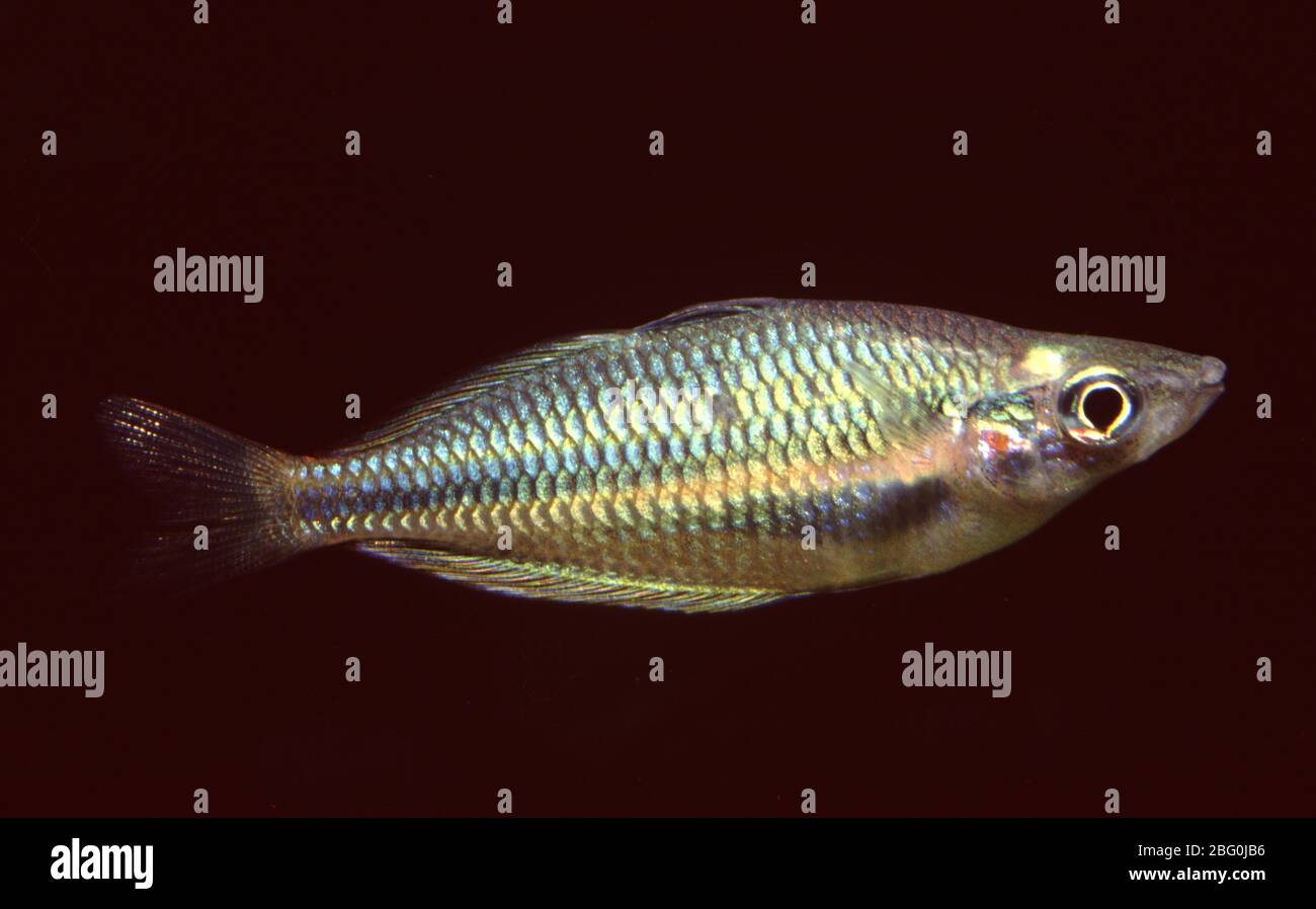 Banded rainbowfish, Melanotaenia trifasciata Stock Photo