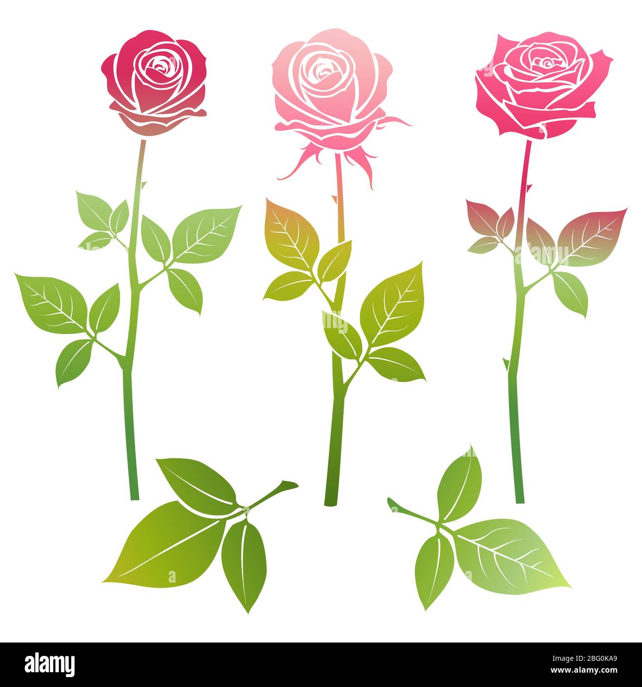 Bright spring roses flowers silhouette isolated on white background. Vector illustration Stock Vector