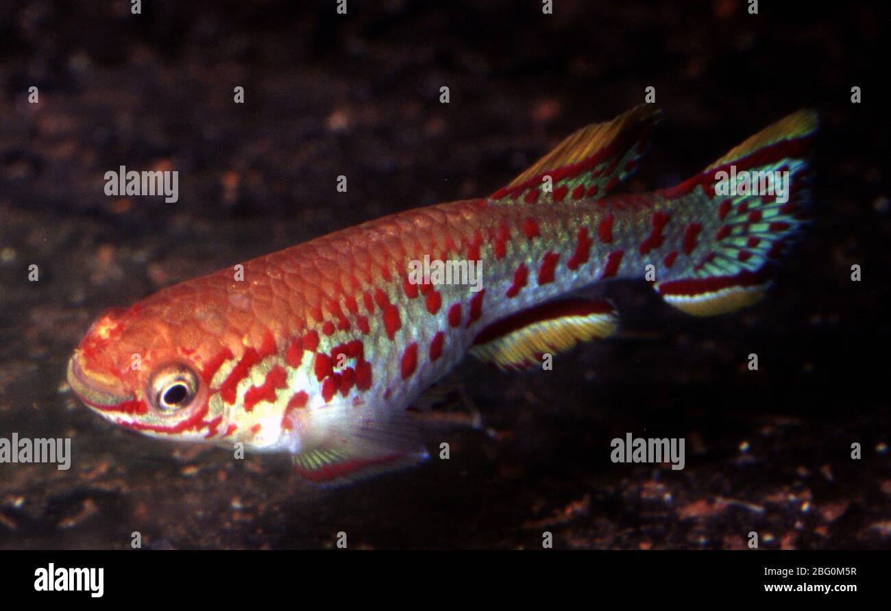 Male Nigeria steel blue killifish, Fundulopanchax gardneri nigerianum Stock Photo