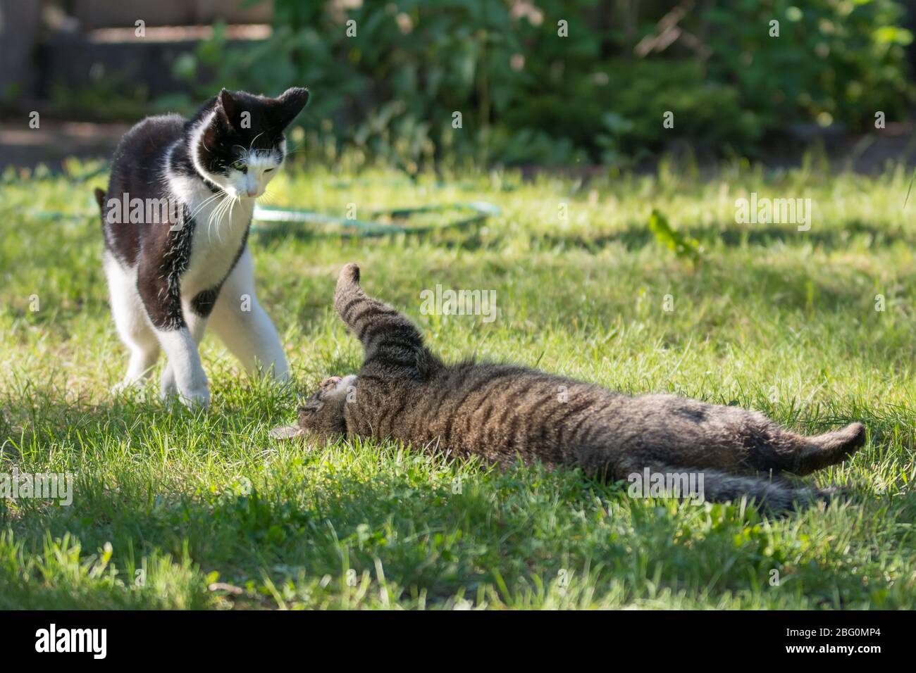 Two cats fighting in a garden Stock Photo