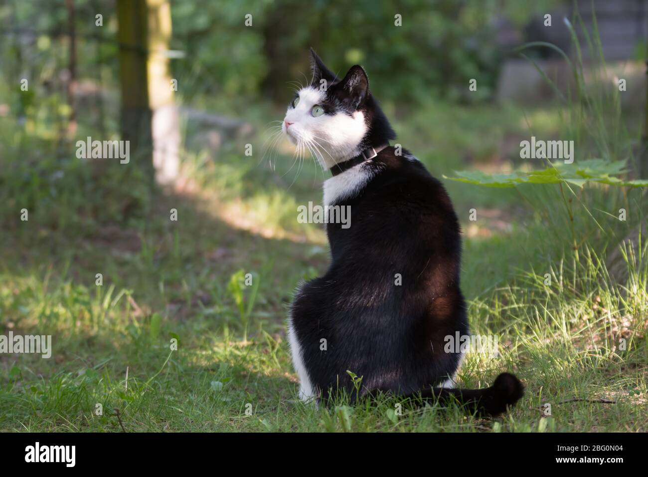Black and white cat in the garden hi-res stock photography and images ...