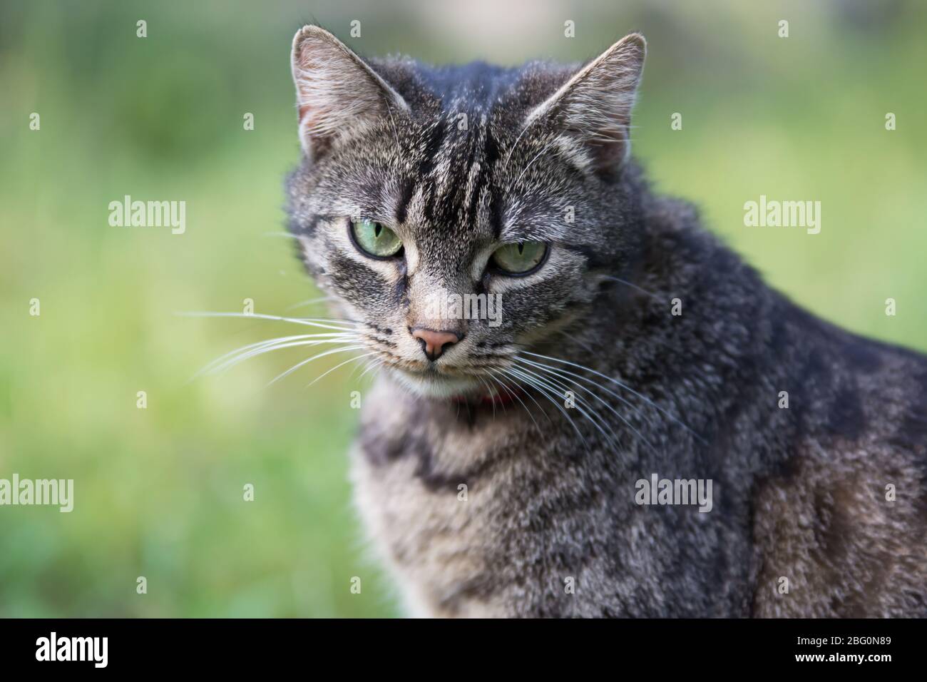 Portrait of a beautiful grey striped cat looking straight into the camera Stock Photo