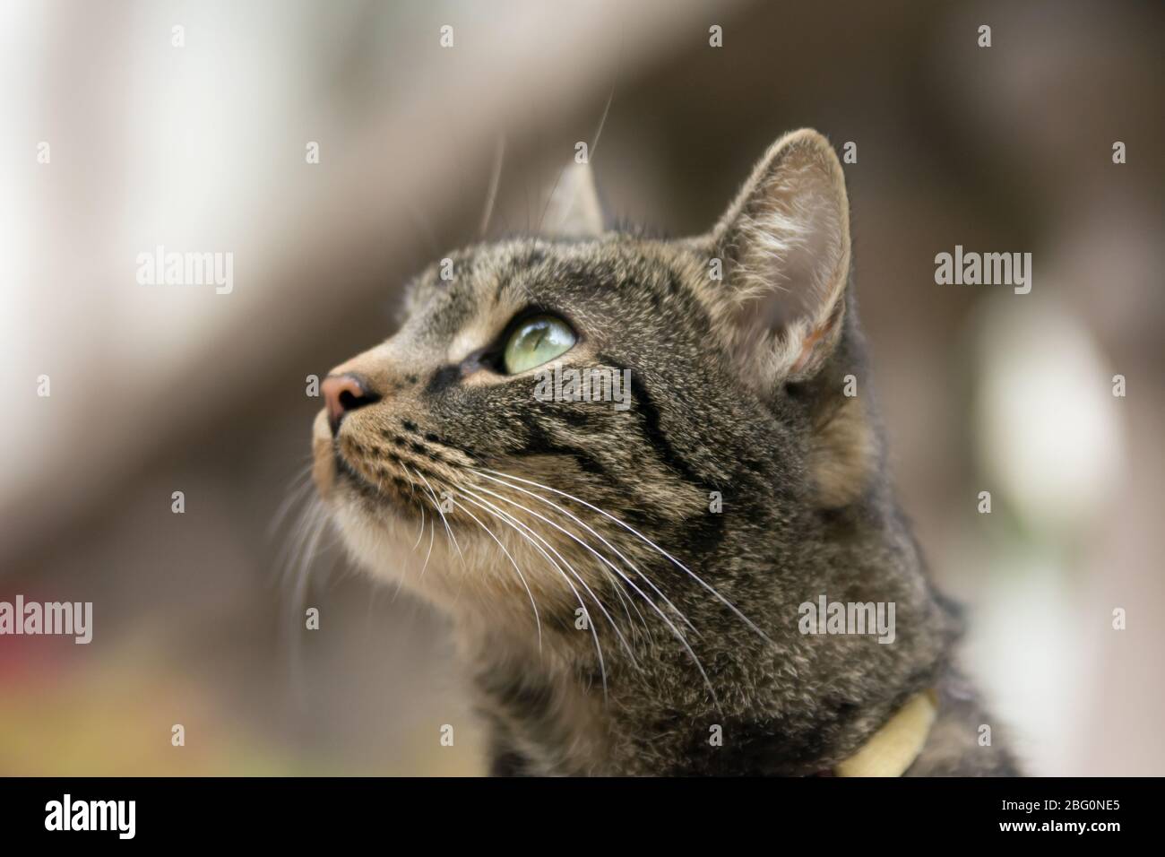 Close up of grey striped cat's head - looking up Stock Photo