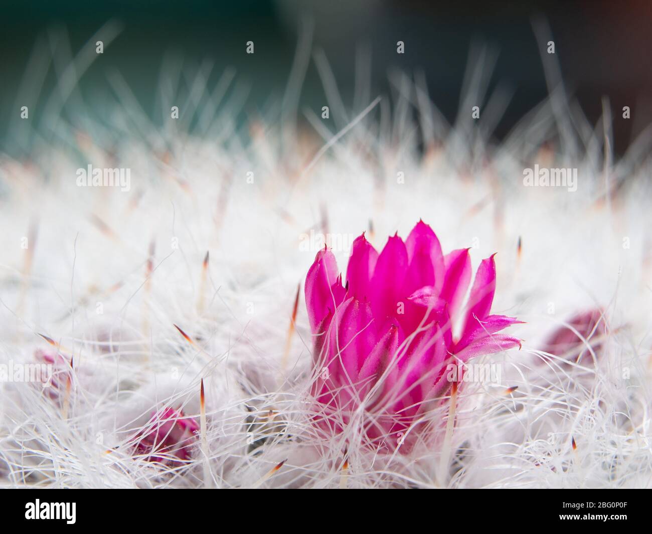 macro (close up view) of pink flowers , spine and hairs of Mammillaria geminispina, the twin spined cactus Stock Photo