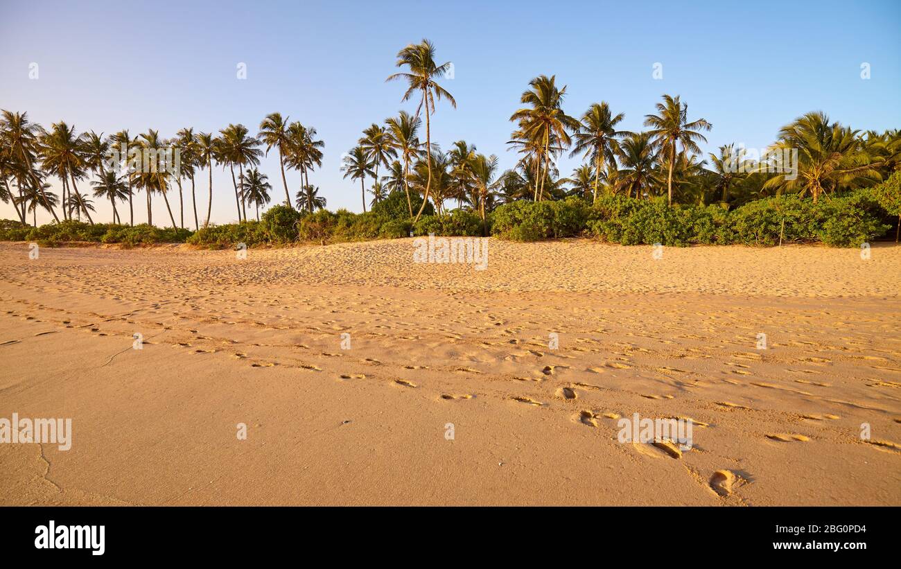 Tropical beach with palm trees at sunset, Sri Lanka Stock Photo - Alamy