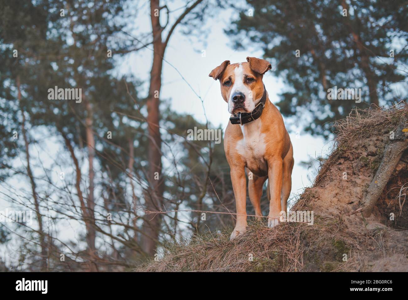 Hero shot of a staffordshire terrier mutt in the nature. Active pets, hiking with dogs: beautiful grown up dog stands in the forest Stock Photo