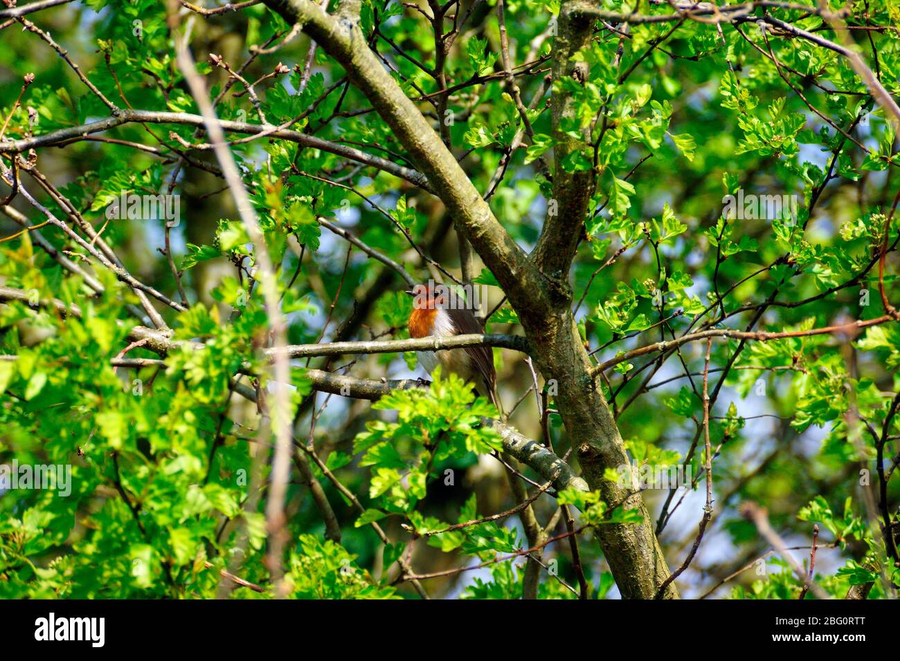 ROBIN RED BREAST IN THE SPRING Stock Photo