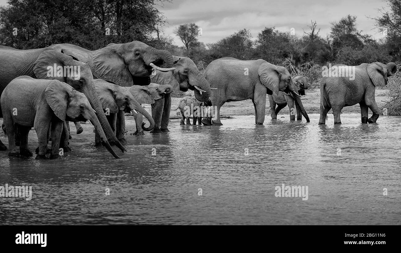 A tranquil scene of a breeding herd of elephant Loxodonta Africana drinking water Kruger National Park, South Africa Stock Photo